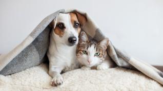 A dog and a cat next to each other under a blanket. 